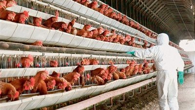 «التموين» تكشف حقيقة صرف الدواجن المستوردة دون المحلية بالمجمعات