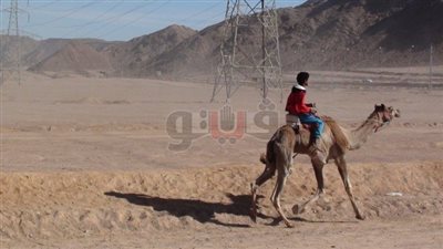 جنوب سيناء تختتم سباق الهجن بمشاركة 3 قبائل (صور)