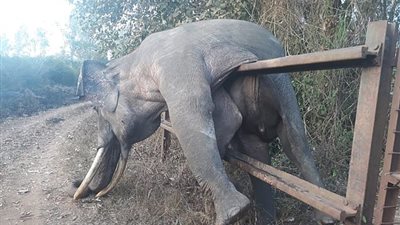طريقة حصول فيل على الطعام تقتله بالهند (فيديو وصور)