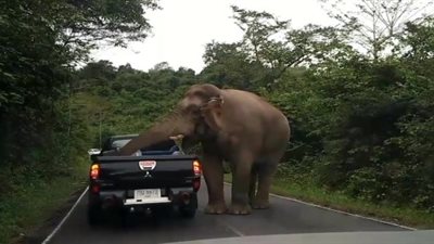 لحظة هجوم فيل هائج على سيارة عائلة للبحث عن الطعام (فيديو)