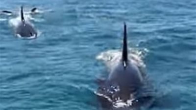 لحظات صادمة لحيتان قاتلة تهاجم قاربا (فيديو وصور)