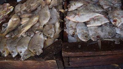 طرح أسماك بأسعار مخفضة لأهالي الغردقة (صور)