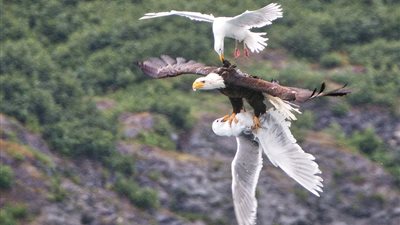 مطاردة نوارس مثيرة لنسر اختطف صديقهم (صور)