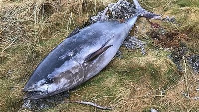 عودة نوع نادر من أسماك التونة لجزيرة أسكتلندية (صور)