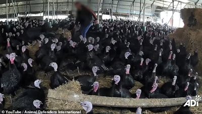 انتهاكات قاسية ضد الديوك الرومي المعدة للكريسماس في بريطانيا (فيديو وصور)