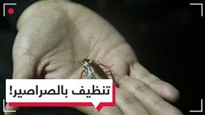 مزرعة في الصين تربي مليار صرصار للتخلص من النفايات (فيديو)