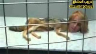 بالفيديو..  5 ملايين مشاهدة لأكذوبة تحول فتاة إلى حيوان