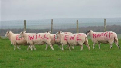 بالصور..  مزارع يستخدم الخرفان بطريقة رومانسية ليخطب حبيبته
