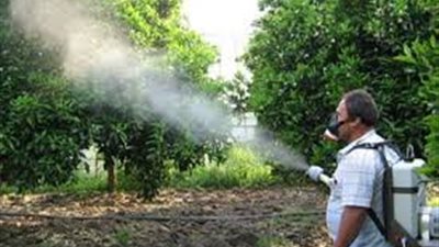 نائب لجنة مبيدات الآفات الزراعية يضع طريقة زيادة إنتاج «محصول القمح»