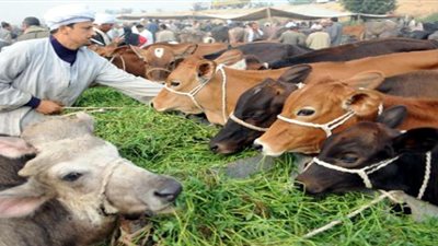 رئيس الثروة الحيوانية: لا تراجع عن حظر ذبح البتلو