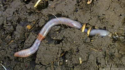 تعرفوا على «الدودة دونالد ترامب»