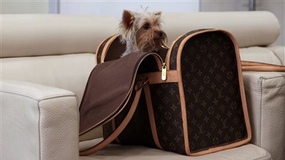 حيل المسافرين لتهريب الحيوانات على متن الطائرة