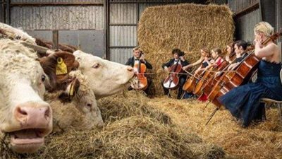 عازف تشيلو دنماركي يواجه حظر كورونا بمقطوعات للبقر
