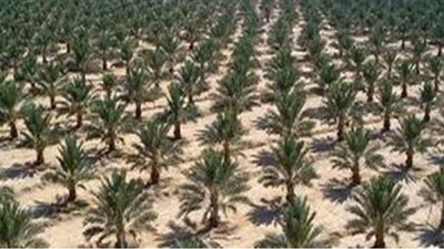 والحب ذو العصف والريحان.. الزراعات الطبية والعطرية تغزو صحراء الوادى الجديد.. والمحافظ يتعهد بتسهيلات غير مسبوقة للمستثمرين