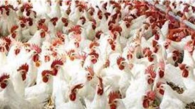 أسعار الدواجن اليوم في مصر 3-7-2021