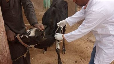 أخبار المحافظات اليوم.. تحصين ١٤ ألف رأس ماشية ضد الحمى القلاعية.. وحرائق المزارع فى الوادى الجديد بسبب الحرارة المرتفعة