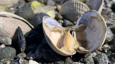 حرارة الشمس المرتفعة تطهو المحار على شاطئ واشنطن