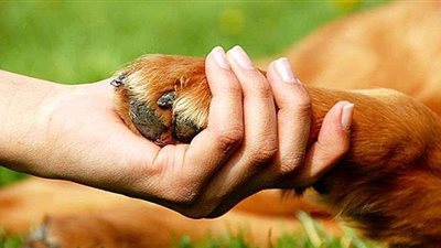 تعرف على تغطيات واستثناءات وثيقة التأمين على الحيوانات الأليفة