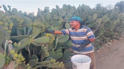 كاميرا فيتو في بث مباشر من مزارع التين الشوكي بالقليوبية | فيديو