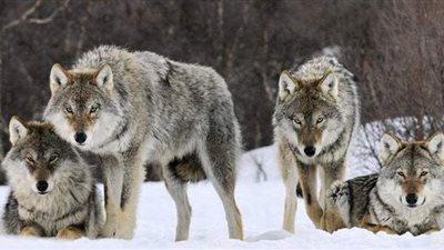 الذئاب الرمادية تثير رعب مربي المواشي في كرواتيا