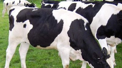 ما حكم اشتراك غير المسلم مع المسلم في الأضحية الكبيرة؟.. الإفتاء تجيب