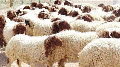 ما حكم شراء صك الأضحية بالتقسيط؟.. دار الإفتاء تجيب