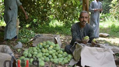 بدء موسم حصاد المانجو في مزارع إسنا بالأقصر | صور