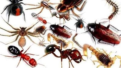 نصائح مهمة يجب اتباعها للتخلص من الحشرات بالمنزل فى فصل الصيف