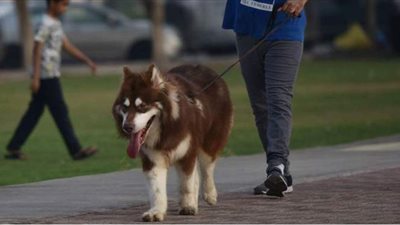 ضوابط تنزه الكلاب في الأماكن العامة بالقانون الجديد