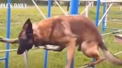 يسير معصوب العينين على حبلين.. اختبار قاس لكلب قبل انضمامه لقوات عسكرية | فيديو