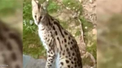 قطة أفريقية ضخمة تفاجئ سيدة في غرفة نومها