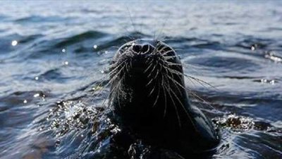 تحرير بقرة بحر علقت في شباك الصيادين