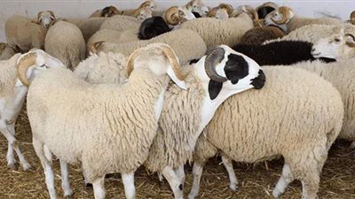 لأول مرة.. بيع الأضاحي عن طريق الإنترنت في هذه الدولة