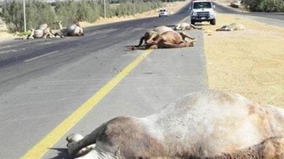 إصابة شخصين في تصادم سيارة بجمال على طريق الضبعة الإقليمي