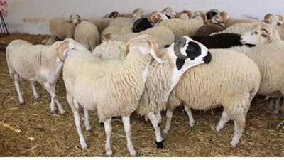 غرفة الشرقية التجارية تكشف أسعار الأضاحي 2021