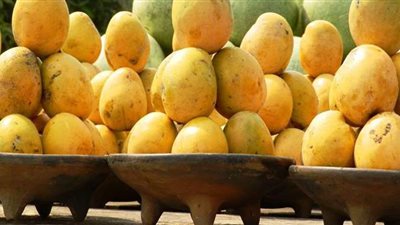 هل يؤثر الهباب الأسود على صحة الإنسان؟.. خبير يجيب | فيديو