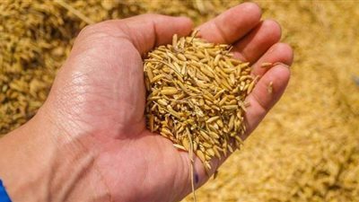 تعرفي على فوائد جنين القمح على الشعر