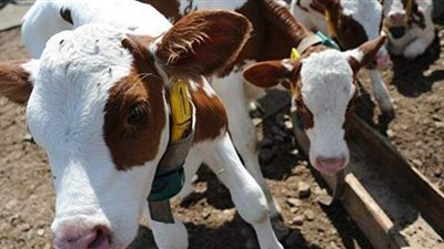 حقائق لا تعرفها عن الأبقار في يومها العالمي.. معدتها تحتوي علي إنزيمات لتحليل البلاستيك.. وتتواصل وتعبر عن مشاعرها