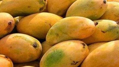 برلمانية: أزمة الهباب الأسود للمانجو مستمرة منذ 3 سنوات