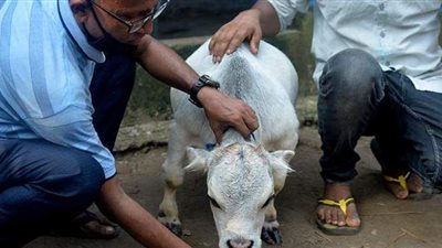 الآلاف يتوافدون لرؤيتها.. تعرف على أصغر بقرة في العالم  | صور