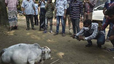 المزرعة تحولت لمزار.. الآلاف يخرقون إجراءات كورونا لرؤية البقرة المعجزة | فيديو