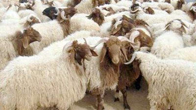 لا تحرم نفسك ثوابها.. دار الإفتاء توضح 7 مستحبات للأضحية