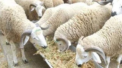 دار الإفتاء توضح ما يستحب وما يكره بعد الأضحية