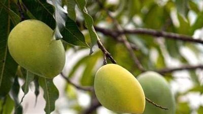 تحرك برلماني بعد تراجع إنتاج محصول المانجو لأكثر من 95%