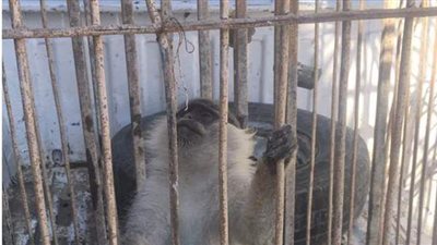 ضبط نسناس مهدد بالانقراض بعدما أثار ذعر المواطنين بالإسكندرية | صور