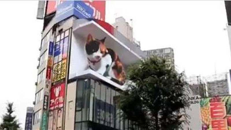 قطة بنصف منزل تذهل