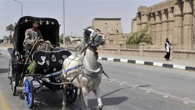 «الحنطور» وسيلة مواصلات طلاب الثانوية العامة بالأقصر