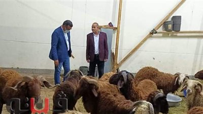 تموين الأقصر: توفير خراف بسعر 65 جنيها للكيلو قائما