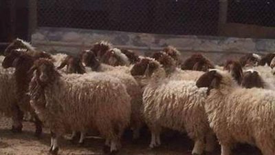 ١٢ نصيحة يجب مراعاتها في اضحيتك| إنفوجراف