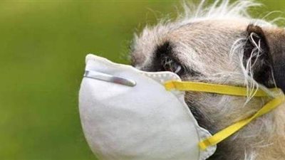 فرنسا تستعين بالكلاب البوليسية للكشف عن مصابي كورونا بمهرجان كان